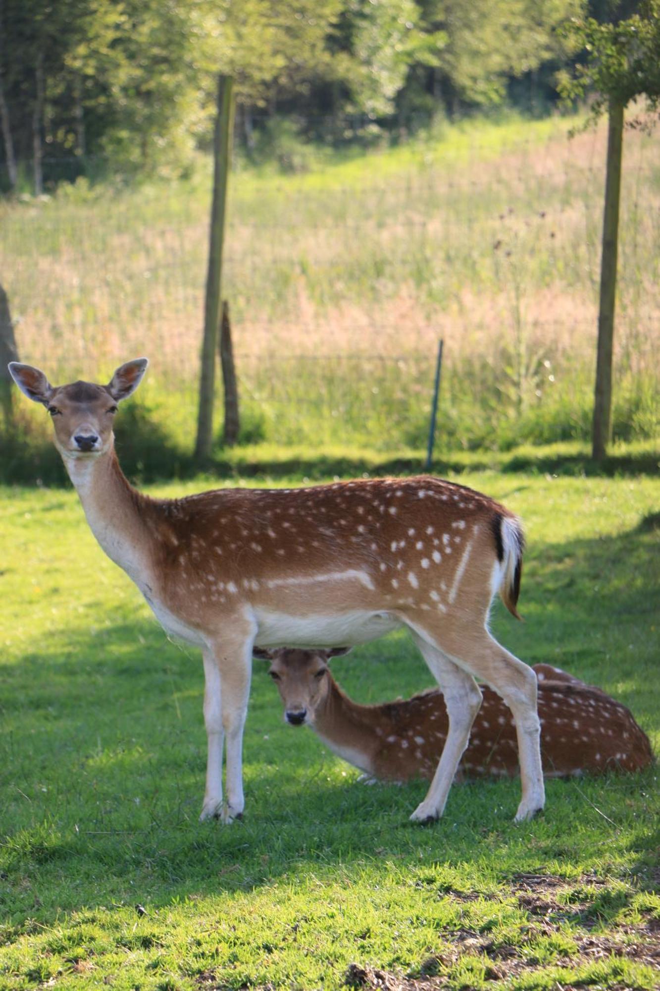Camping La Roulotte D'ala-daims