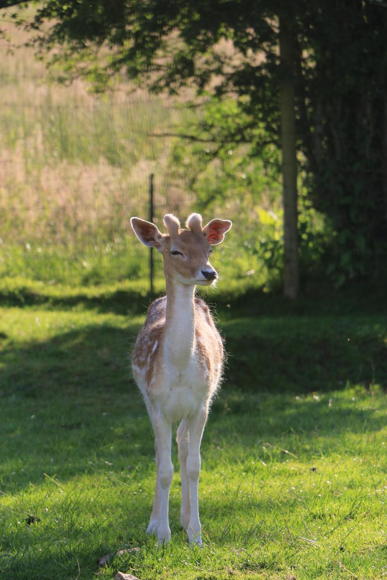 Camping La Roulotte D'ala-daims Nollevaux
