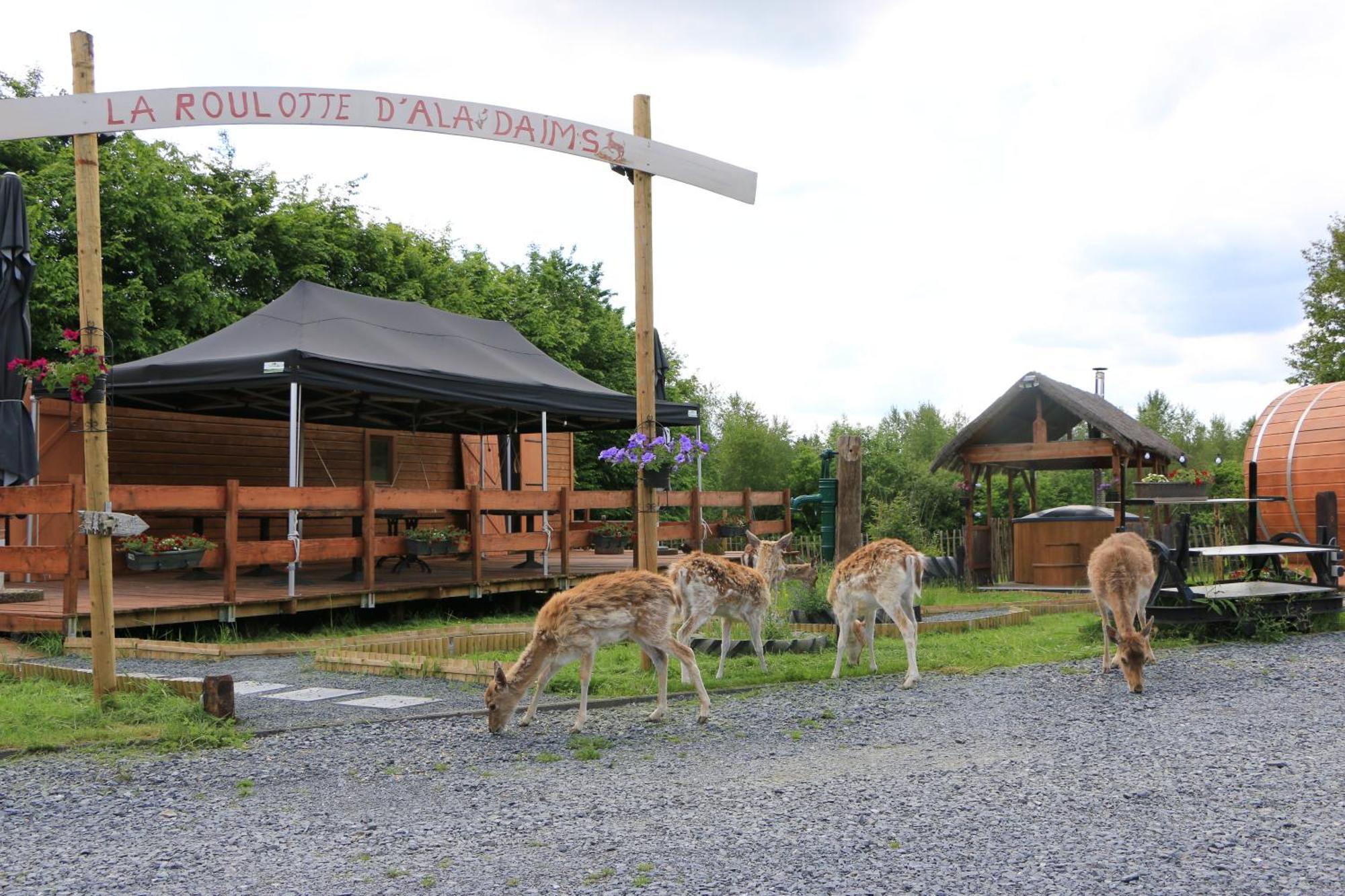 La Roulotte D'ala-daims Campsite Nollevaux